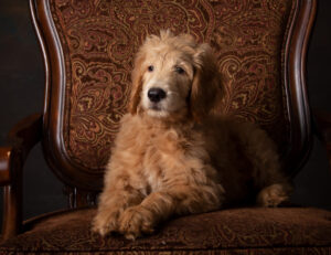 Cute Puppy lying on a brown chair with a brown background