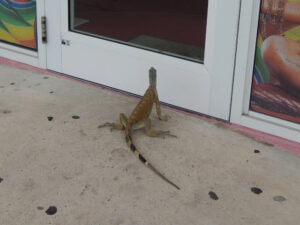lizard in front of a store in the gulf of mexico