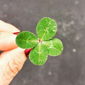 A Four Leaf clover being held